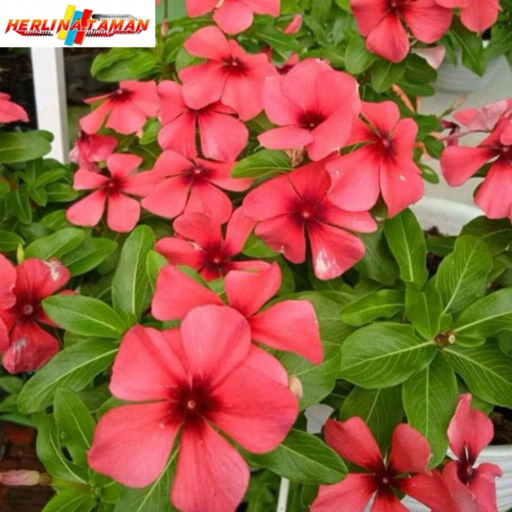 TANAMAN HIAS BUNGA VINCA TAPAK DARA JUNTAI
