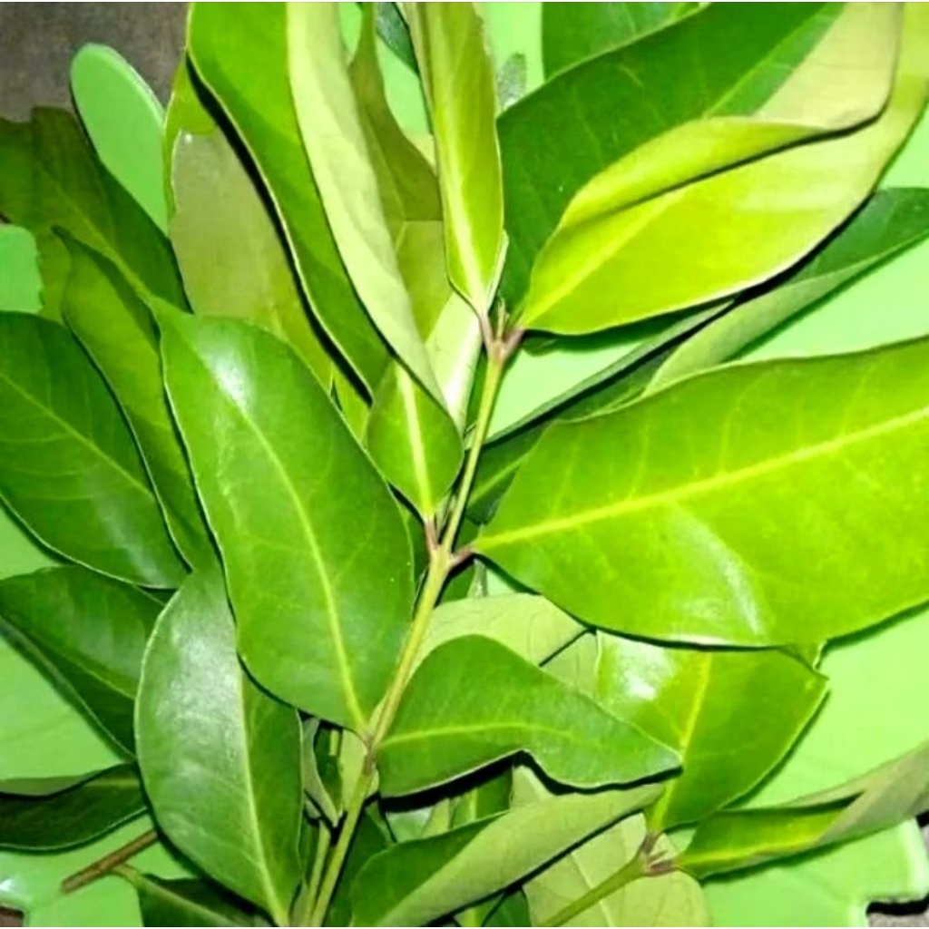 

Rempah Daun Salam 20lembar segar