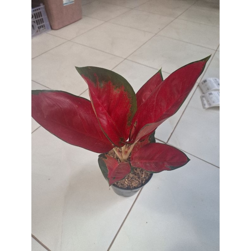 tanaman hias aglonema suksom jaipong dewasa