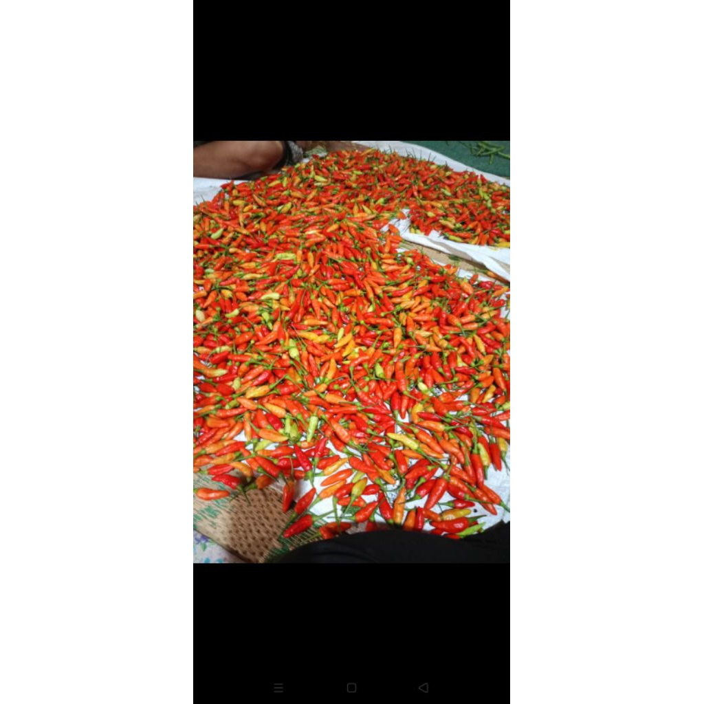 

cabai rawit merah super 1kg | 100% fressh baru dipetik