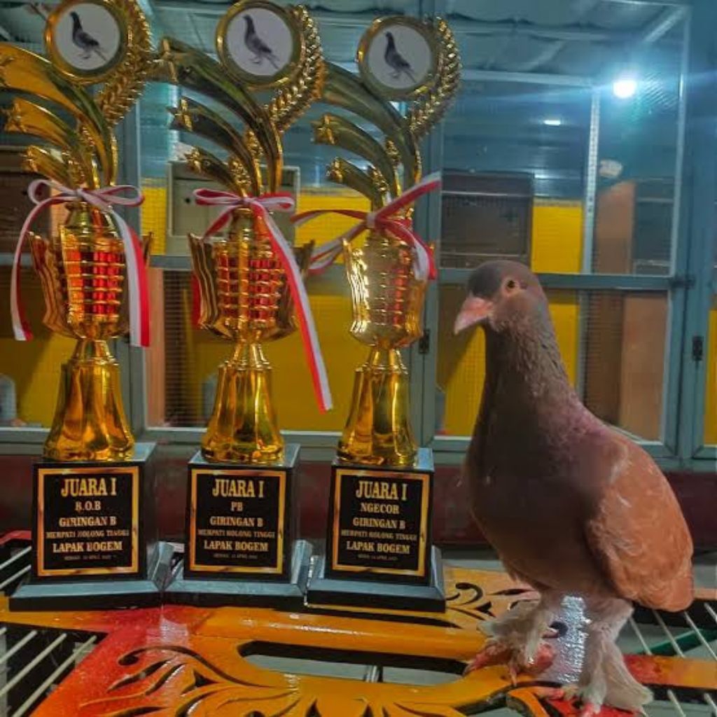 HARGA PROMO  Jamu merpati POWER JABLAY cepat giring Tinggi pukul sprint kencang Los dor pool giring 