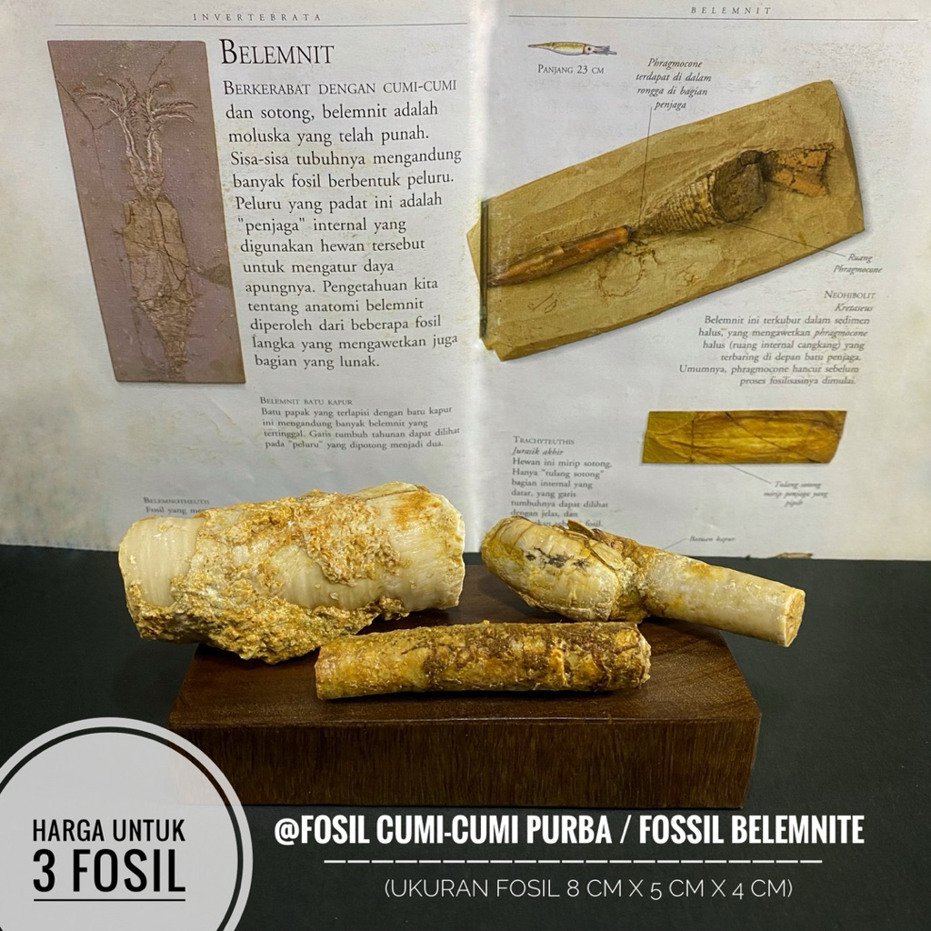 Fosil Cumi Cumi Purba Natural C47 atau Fossil Belemnite atau Fosil Moluska atau Fosil Temuan
