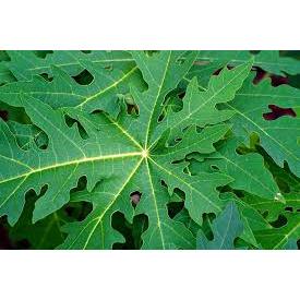 

Daun pepaya segar petik langsung dikirim saat order RP 500/lembar