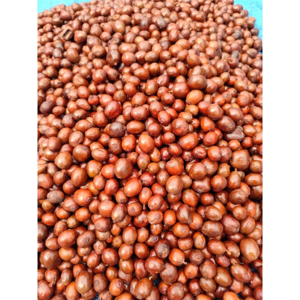 

Green Bean LIBERIKA EKSELSA MOSSTO, AEROB, ANAEROB, WINE proses