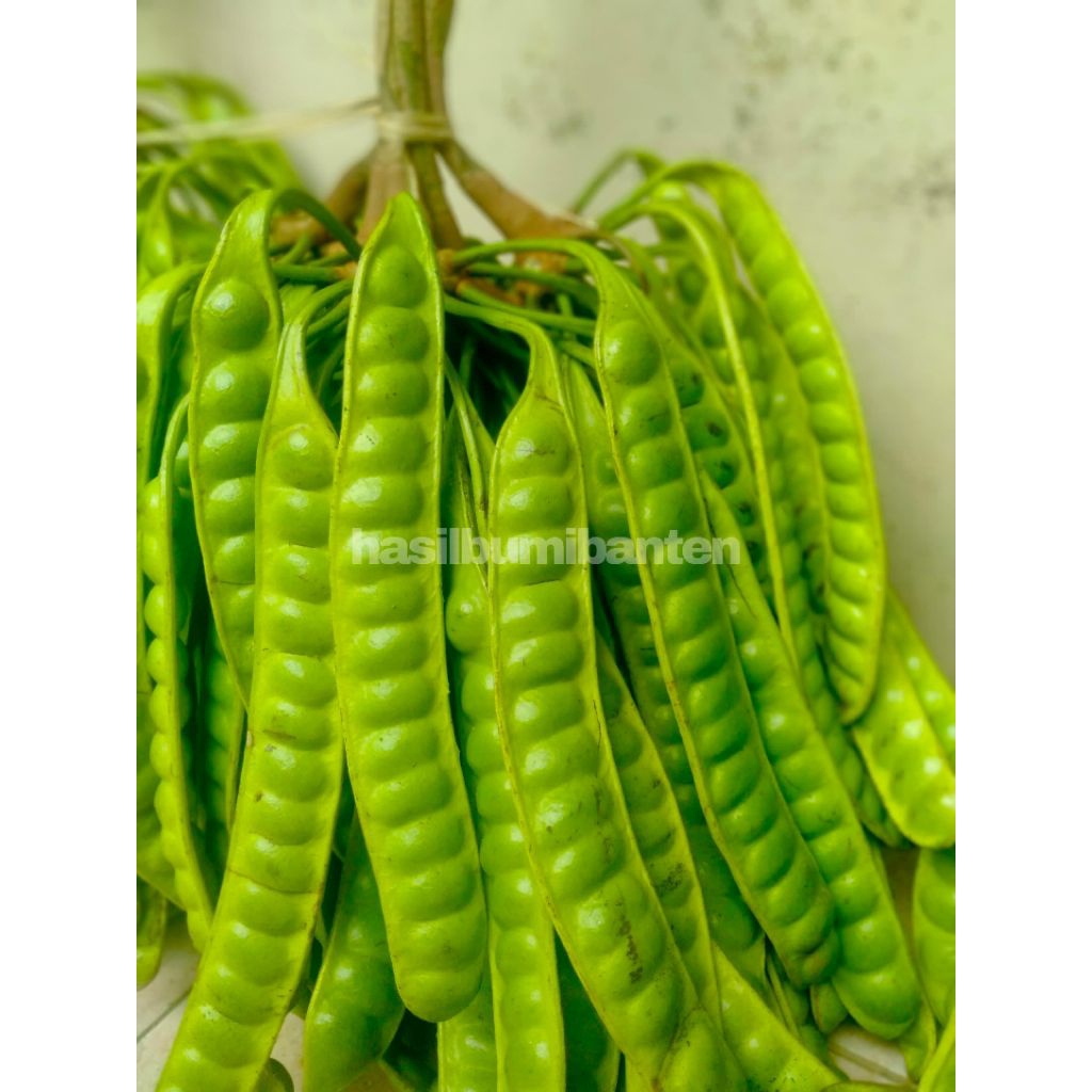 

PETE PETAI PADI SUPER KUALITAS TERBAIK PER 1 PAPAN LONJOR TUA