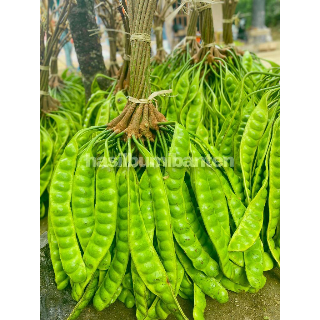 

PETE PETAI PADI PENDEK ISI 30 PAPAN LONJOR TUA SUPER