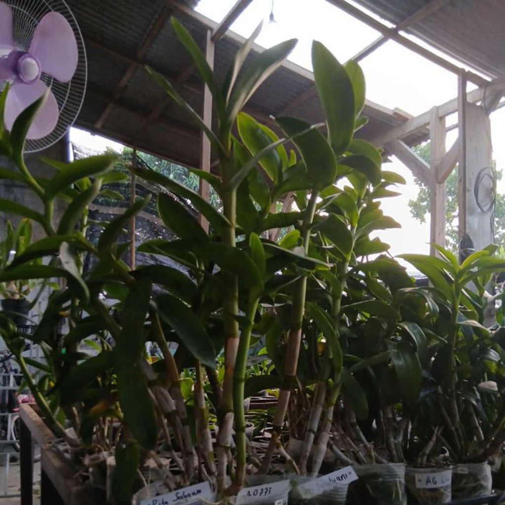Anggrek Dendrobium Kriting   Dewasa Super rimbun