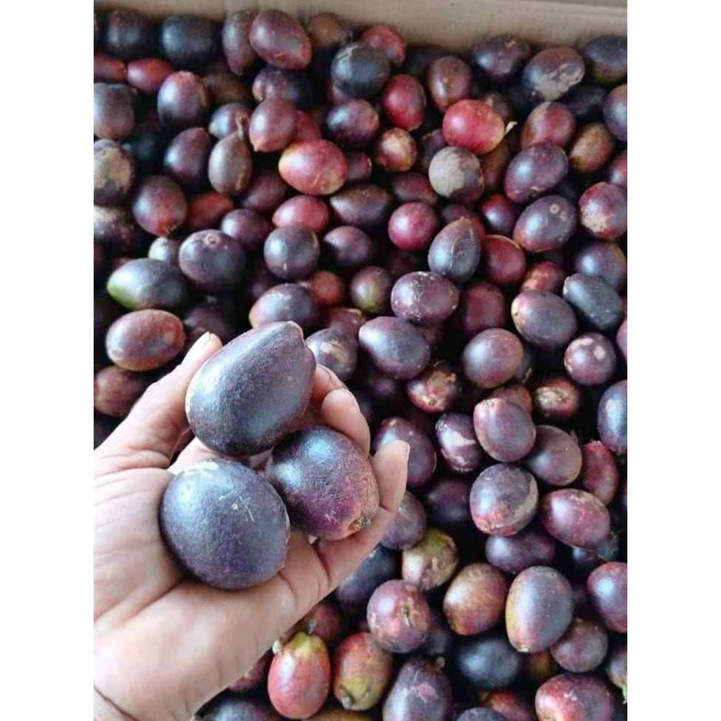 

Buah Matoa khas Papua berat 1kg