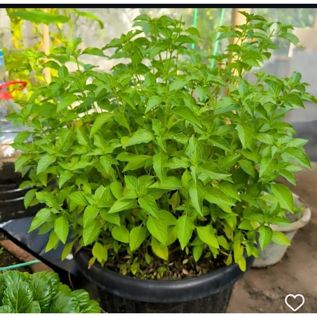 

Daun kemangi segar herbal 500 gr ( di petik dadakan)