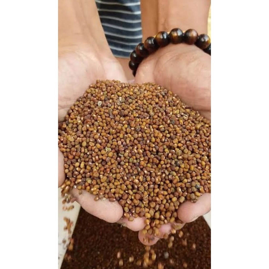 1 kg Benih Biji Kacang PJ super (Pueraria Javanika)