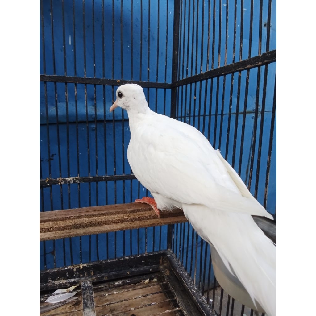 Tekukur warna putih bersih mata hitam/clear pead mata hitam