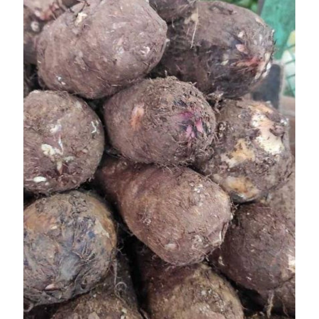 

Promo jual umbi talas murah berkualitas 1 kg