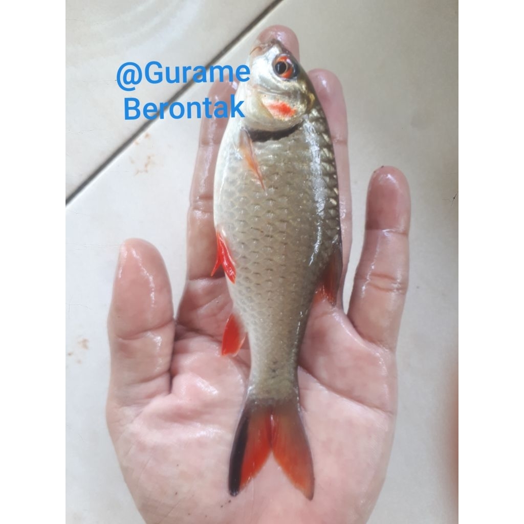 ikan hias wader sirip merah