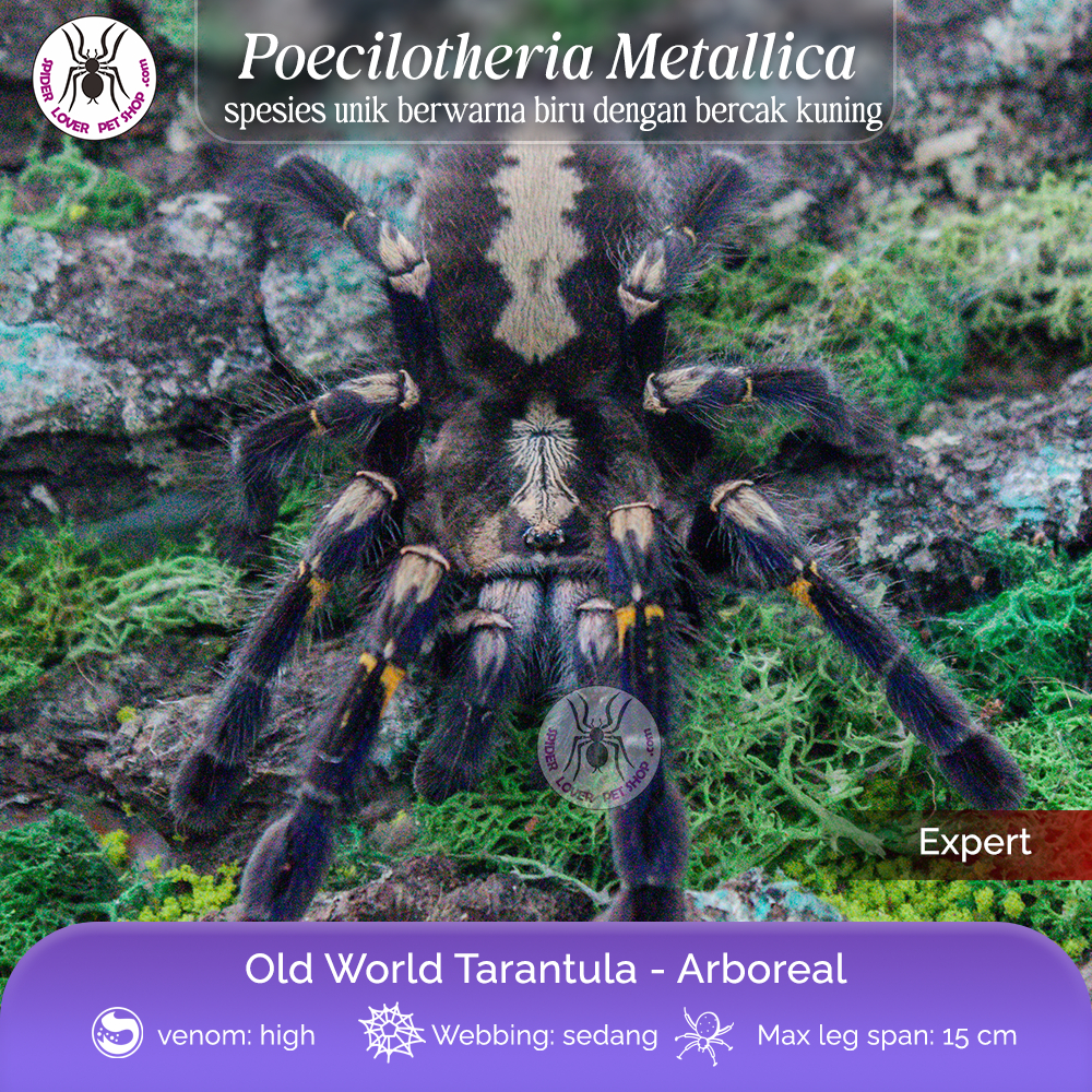 TARANTULA POECILOTHERIA METALLICA - FEMALE