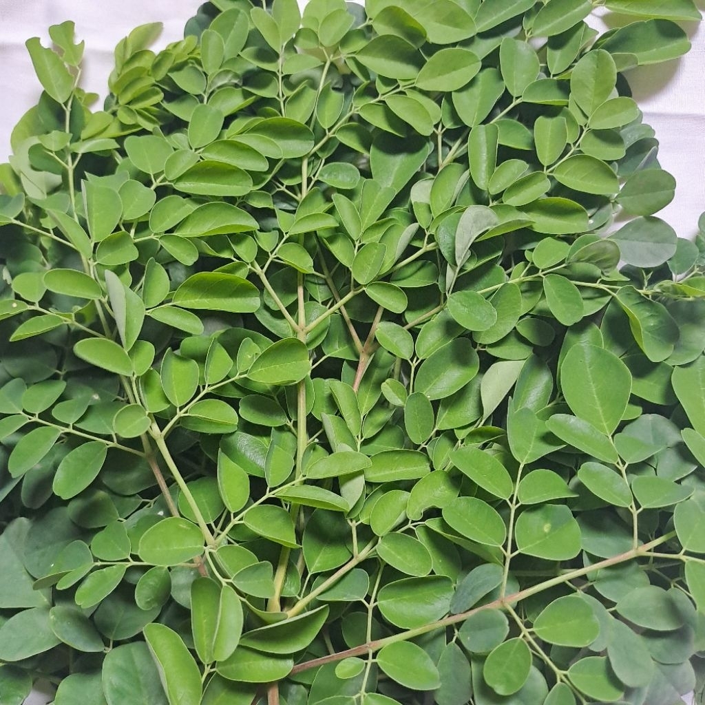 

Daun kelor segar, sayur kaya manfaat