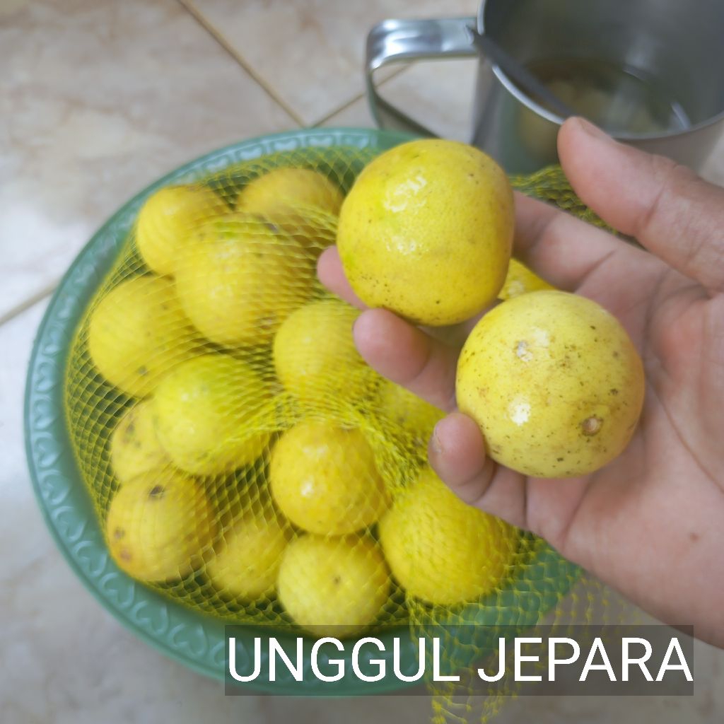 

JERUK NIPIS CALIFORNIA