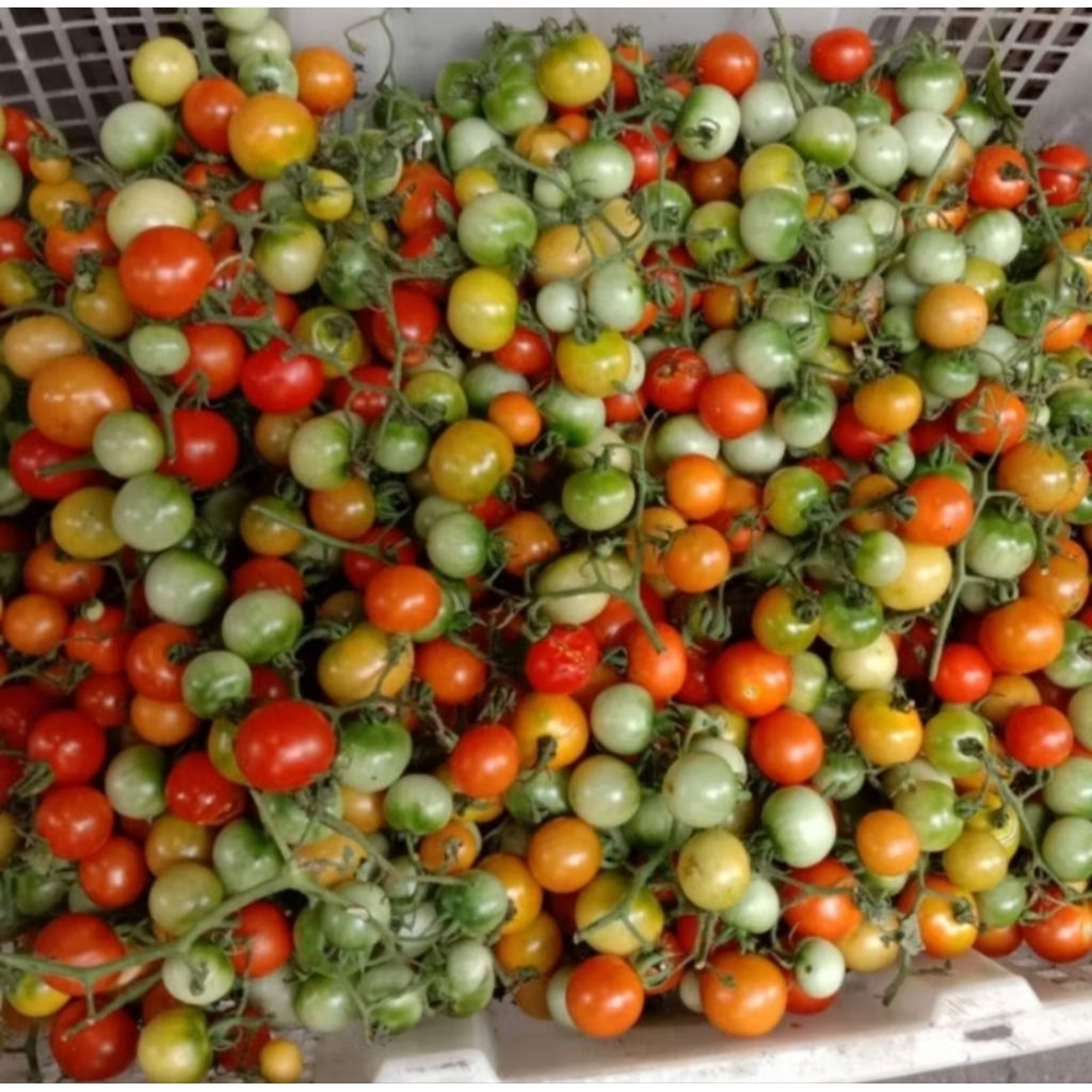 

tomat rampai / tomat rampay asli lampung