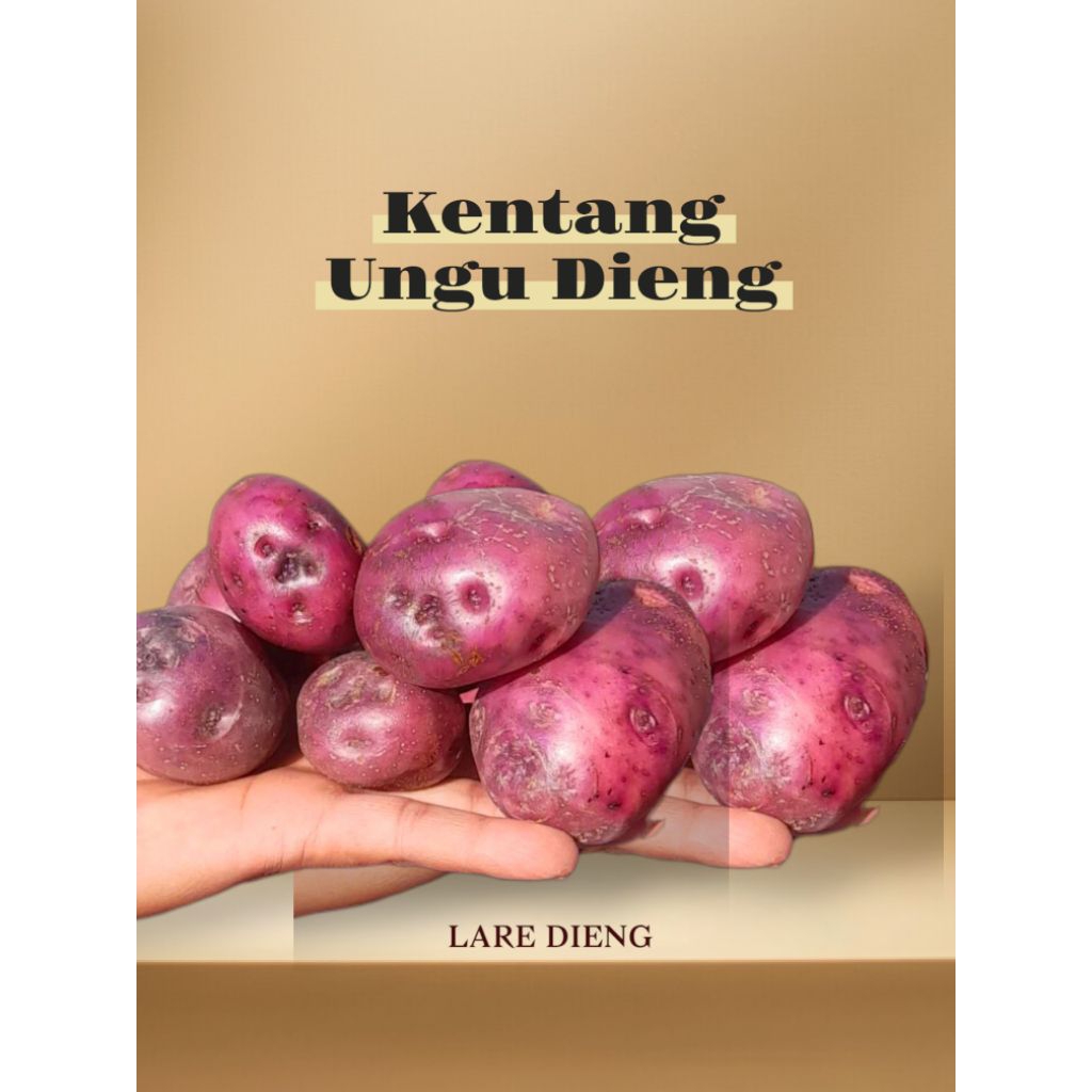 

Kentang Dieng Berkualitas Kulit Ungu 100 gram - Pusat Grosir Kentang Dieng