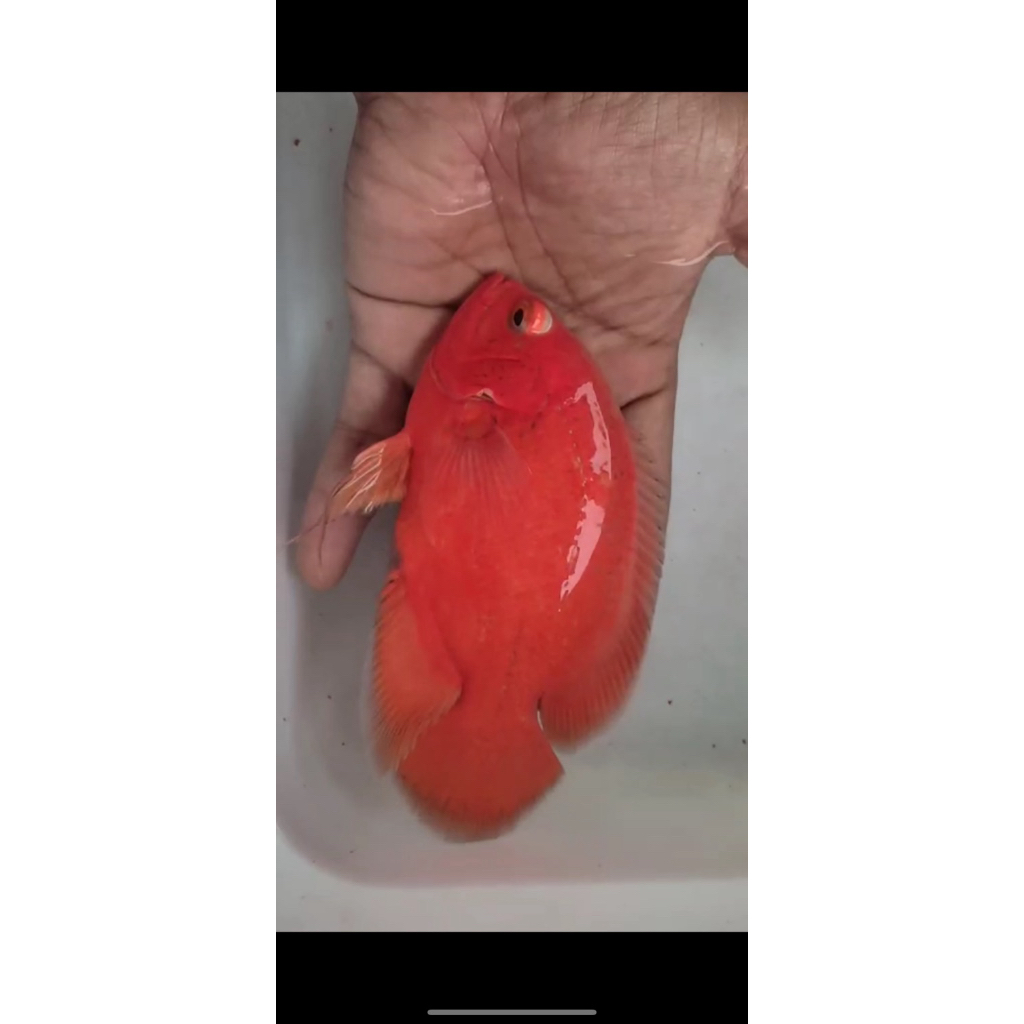 Oscar Red paris chilli 15cm