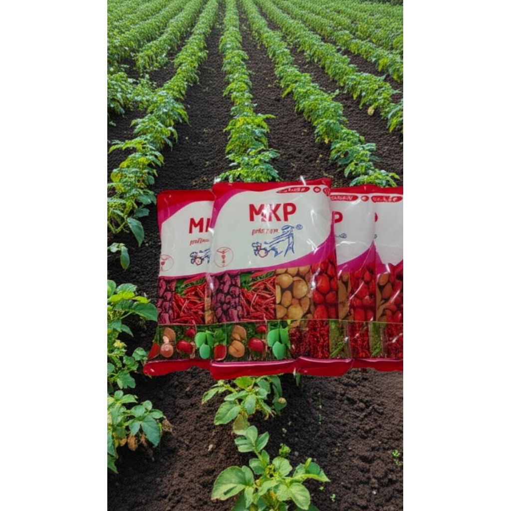 Pupuk MKP Pak Tani 1KG Original, MKP Pak Tani 1KG Kemasan Pabrik, Pupuk Pembuahan MKP Pak Tani 1KG. 