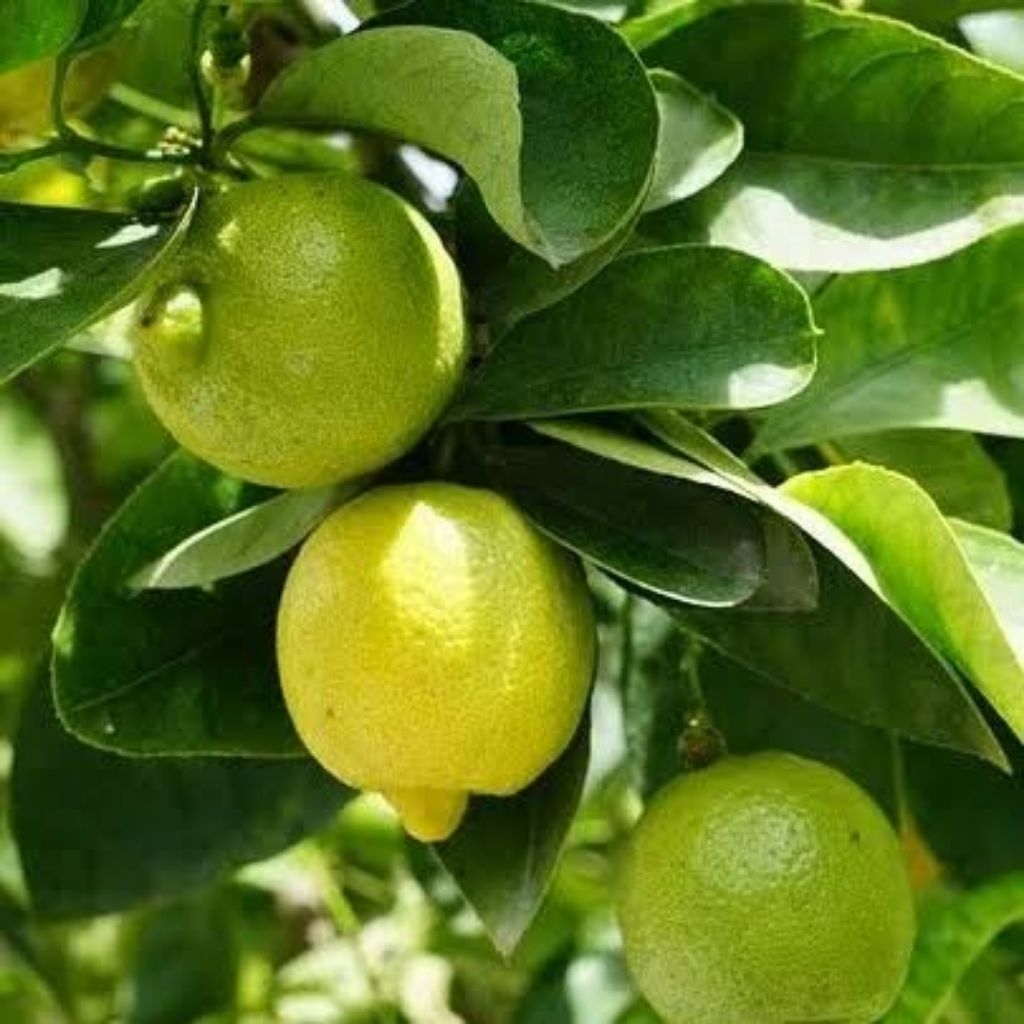 

Jeruk lemon fresh 500 gram 1kg asli dari petani
