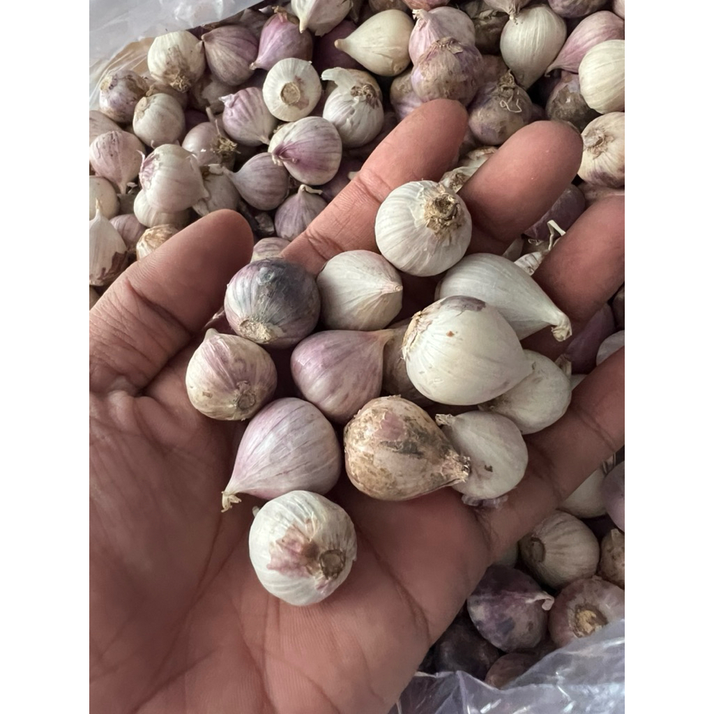 

Bawang Putih Tunggal Lanang 250 500 1 gram kg