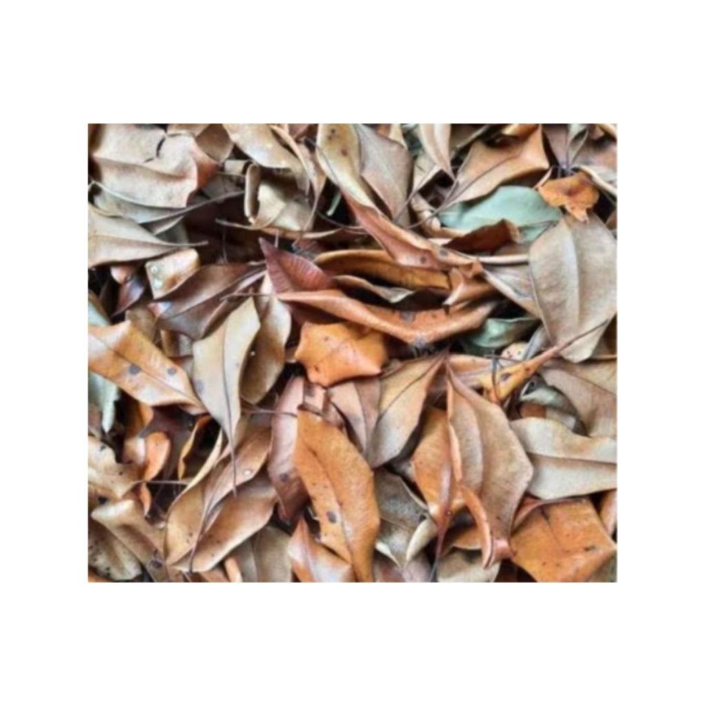 

100 Lembar Daun cengkeh kering