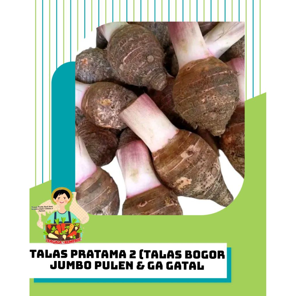 

TALAS BOGOR||TALAS PRATAMA TP2 || TALAS KETAN UNGU JUMBO & LEGIT PER KIILO GRAM