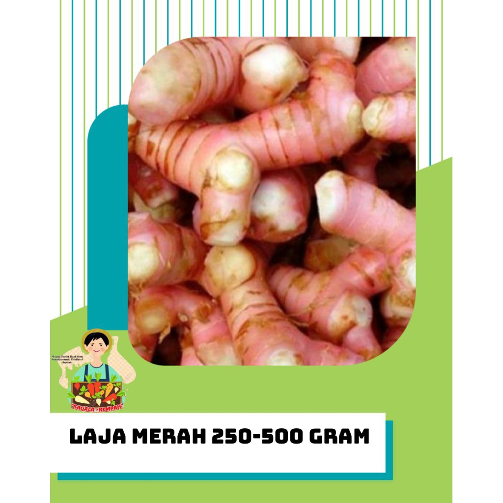 

LENGKUAS MERAH 500 GRAM