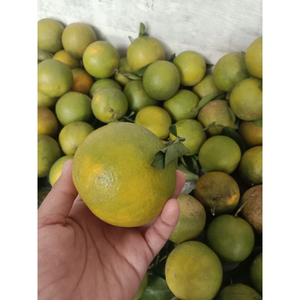 

Jeruk peras manis 1000 gram