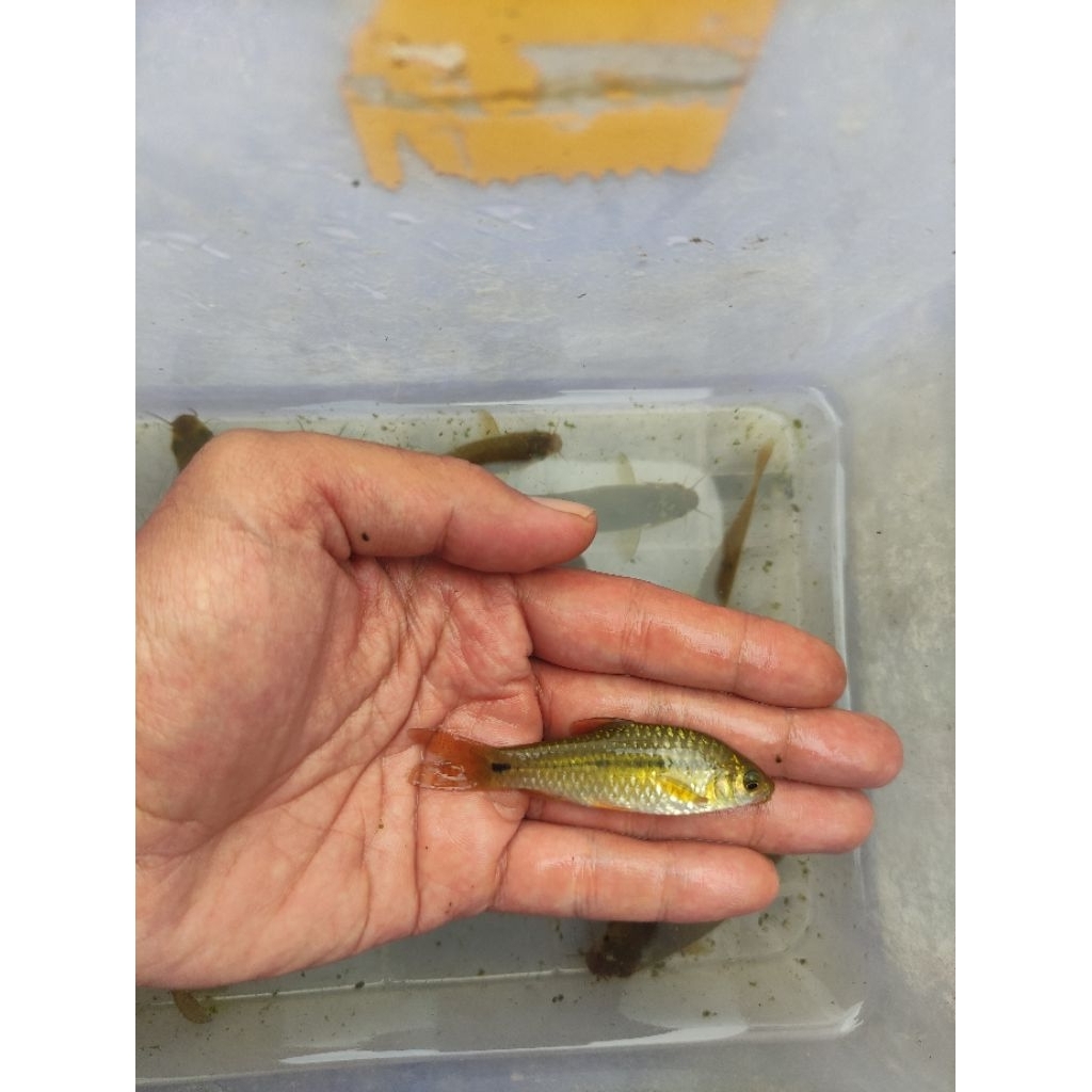 

wader cakul 9-10 cm isi 15