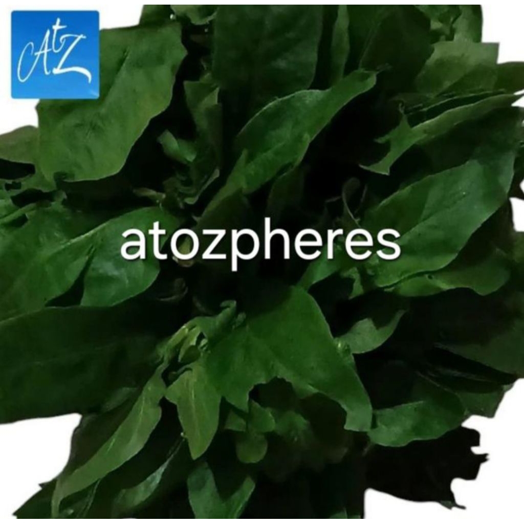 

Sayur kauki kau ki Taiwan ( tidak berduri ) untuk kesehatan mata segar pilihan fresh vegetable