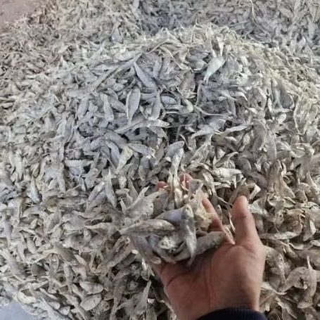 

Teri Krasak Bilis Asin Kering Premium Gurih Tahan Lama