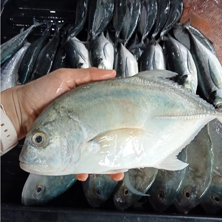 

Ikan Kuwe Segar 1Kg Ikan Kuwe GT Ikan Kue