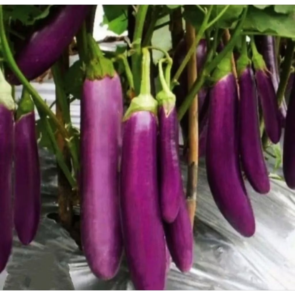 100 Benih Terong Ungu Antaboga Cap Kapal Terbang