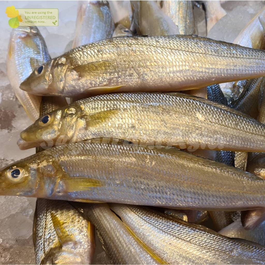 

Ikan Rejung Segar Ikan Rejung Ikan Kaca Piring 1Kg