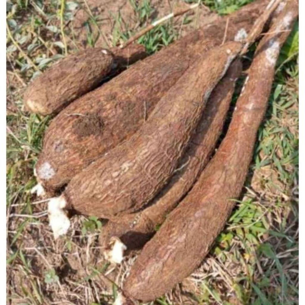 

Singkong permas 1kg dadakan