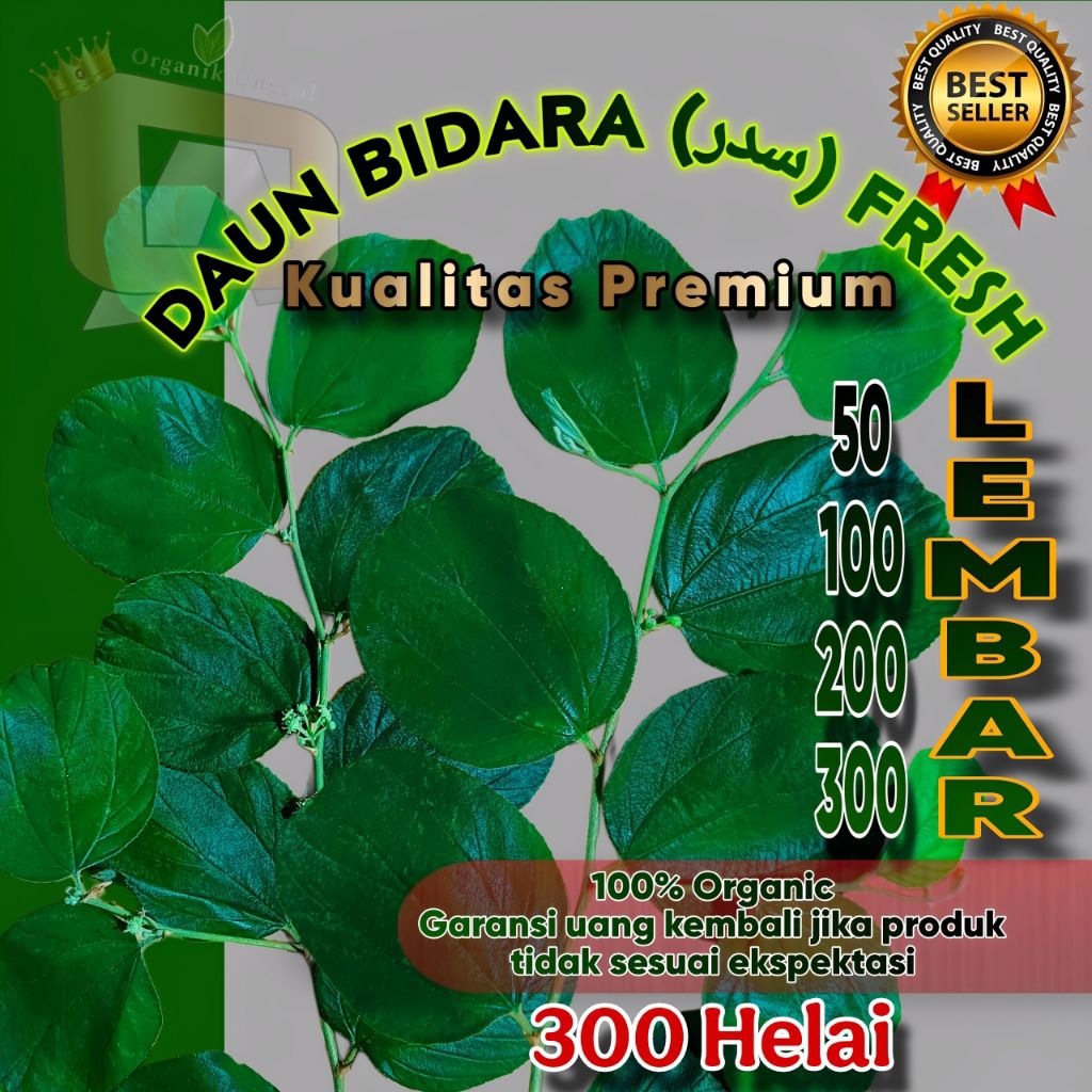 

Daun Bidara () Fresh 50-300 Lembar Daun Segar Kualitas Premium || Daun Herbal 100% Organik