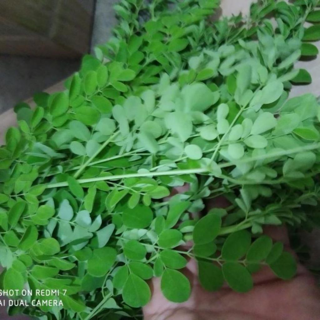 

Daun kelor segar obat herbal ( 2kg ) petik lgsung dari pohon