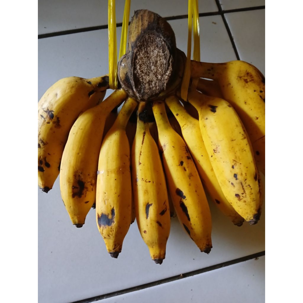 

pisang oli harga persisir