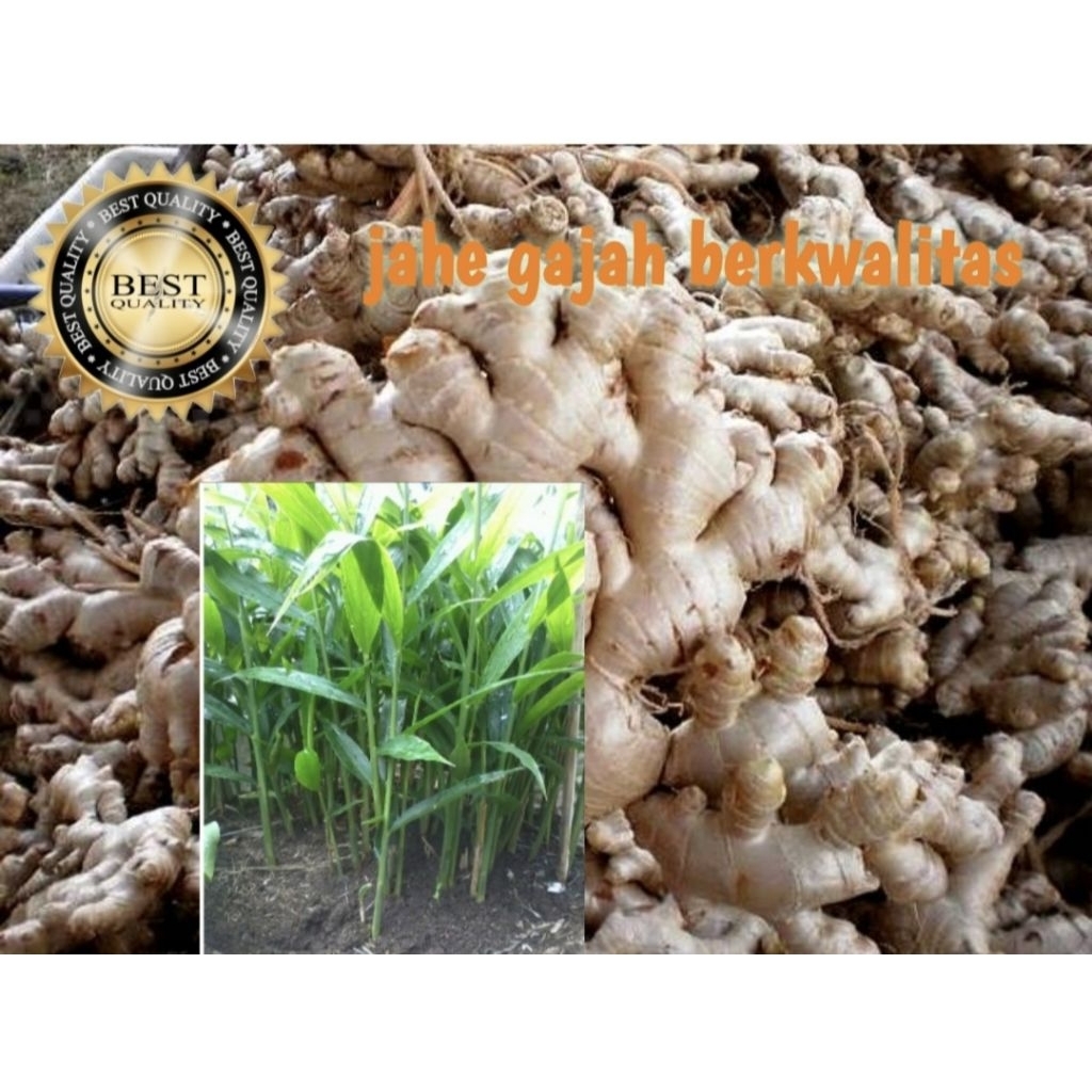 

JAHE BESAR PUTIH FRESH SUPER 1KG