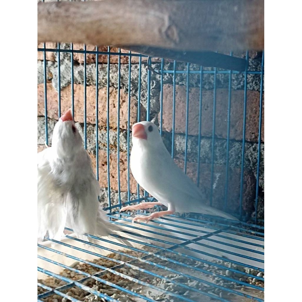 _Padda oryzivora_ gelatik belong putih