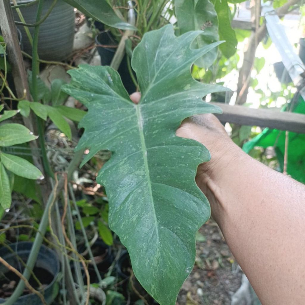 philodendron dragon varigata