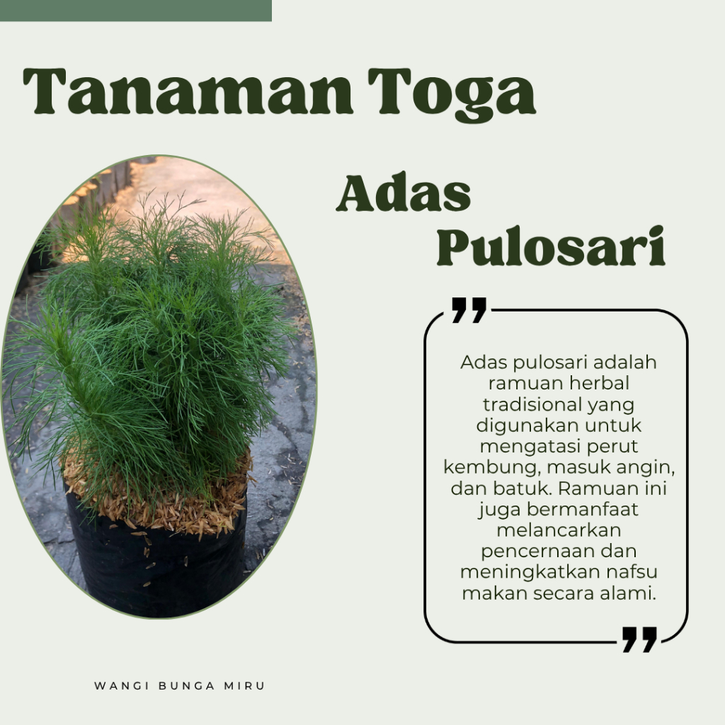 Tanaman Toga - Adas Pulosari