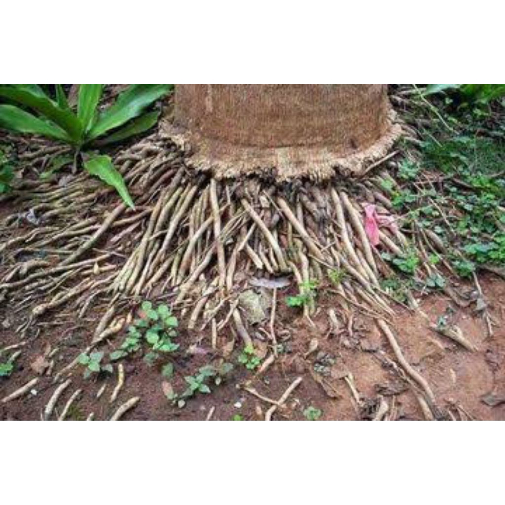 

Akar kelapa hijau muda segar 1kg