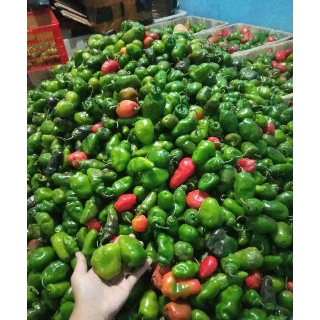 

cabe gendot fresh dan segar netto 1000gr