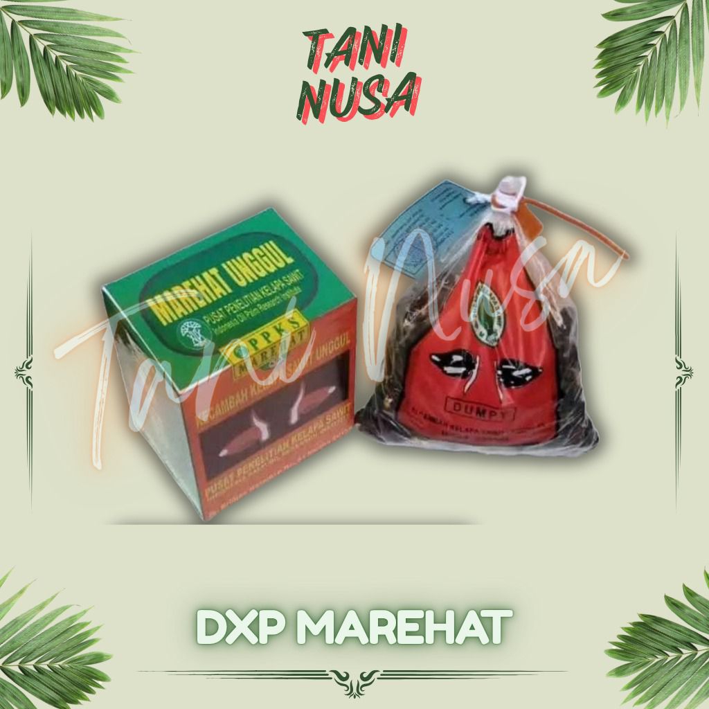 Benih Bibit Kecambah Sawit Varietas MARIHAT DUMPY isi 250 Butir beli 2 bonus sertifikat