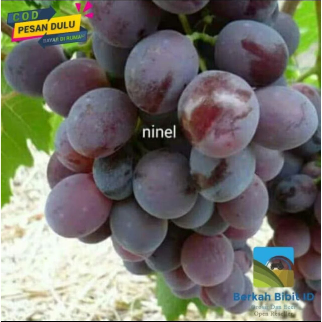 

bibit anggur import ninel super