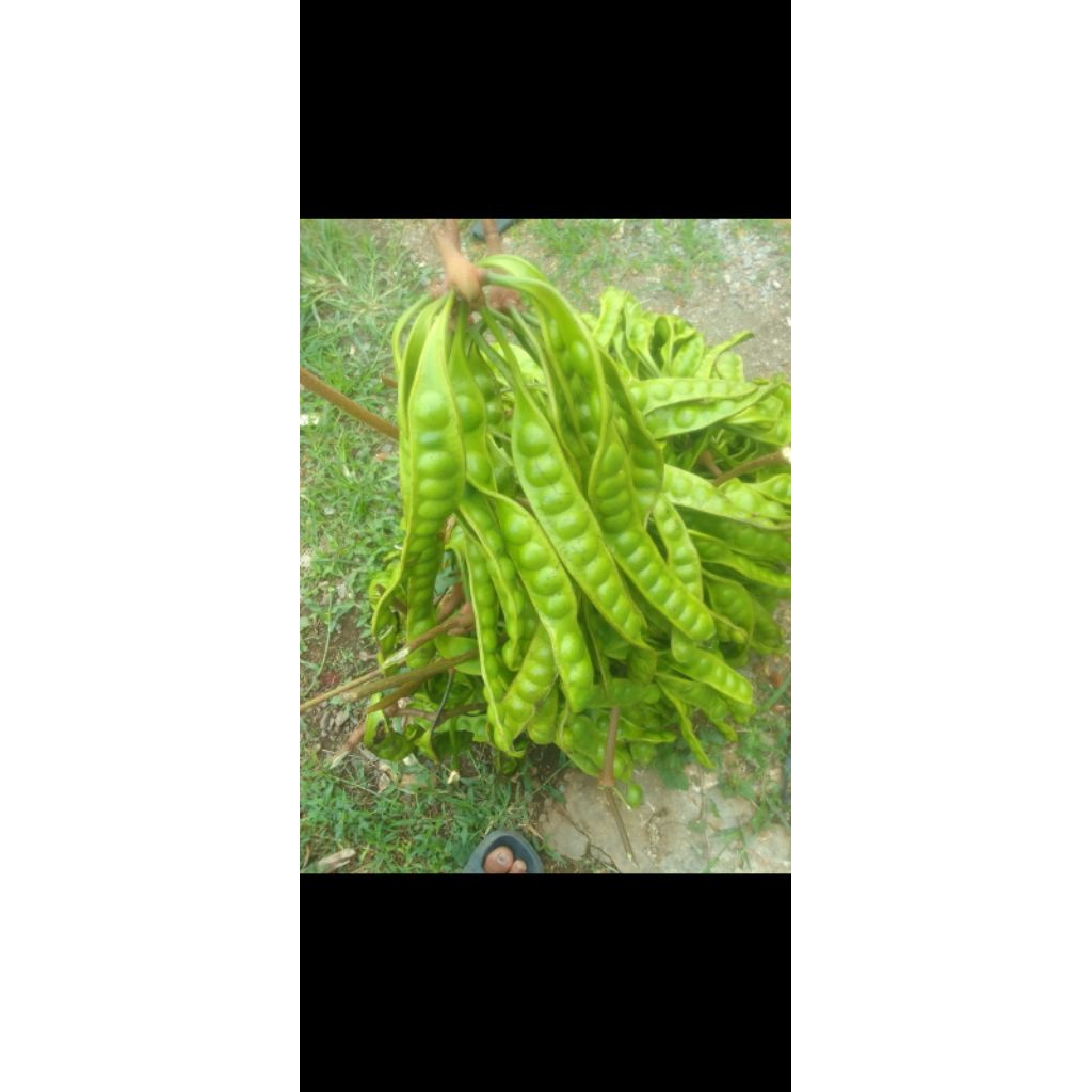 

redy pete super tua per 5 papan