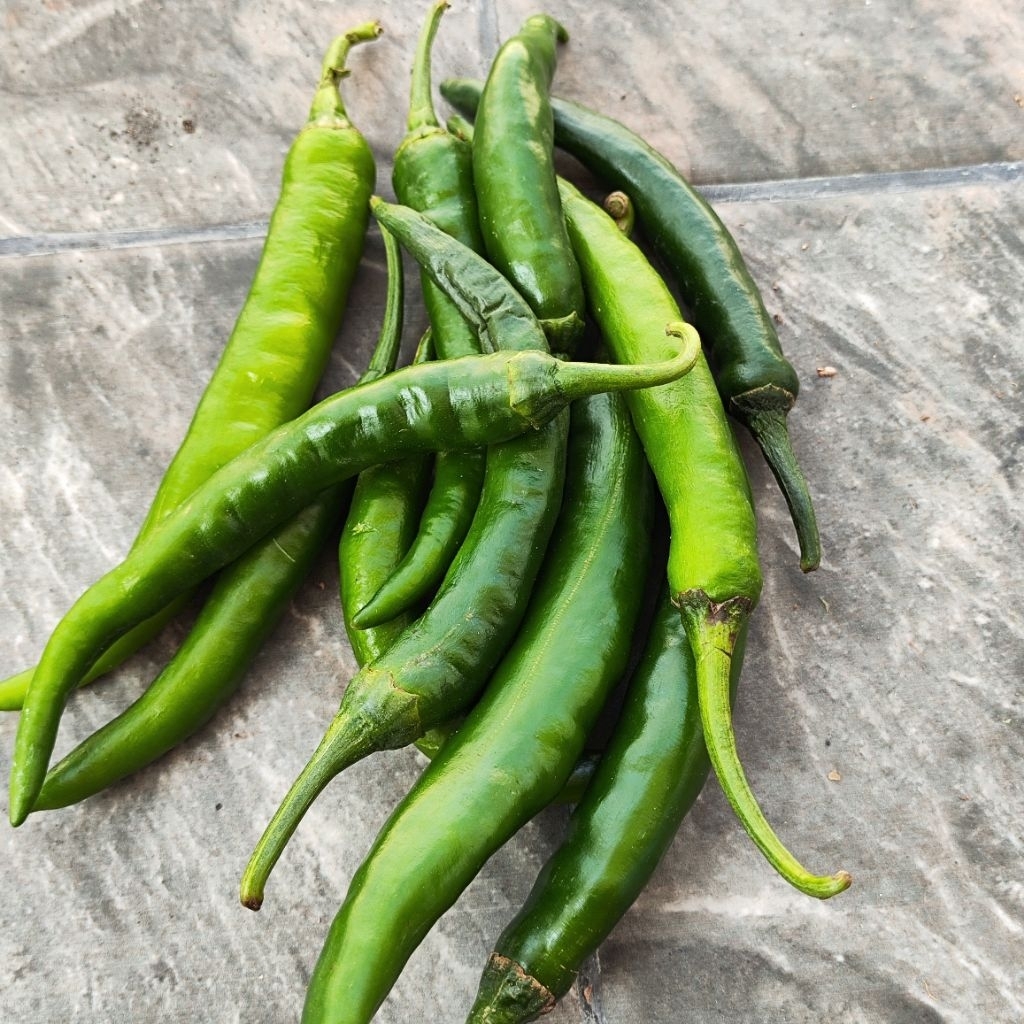 

Cabai Hijau Besar 100gr Cabai Murah Cabai harga Grosir Agen cabai Agen Sayur murah Tempat kulak cabai